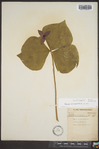Trillium sulcatum image
