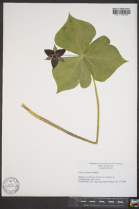 Trillium sulcatum image