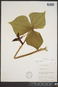 Trillium sulcatum image