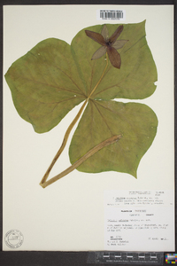 Trillium sulcatum image