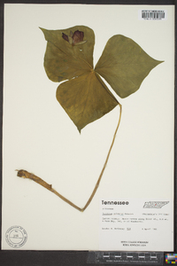 Trillium sulcatum image