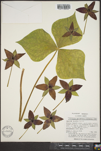 Trillium sulcatum image