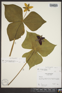 Trillium sulcatum image