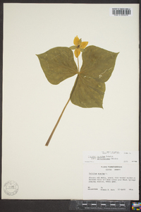 Trillium sulcatum image