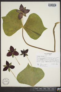 Trillium sulcatum image