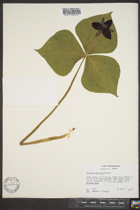 Trillium sulcatum image