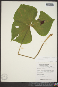 Trillium sulcatum image