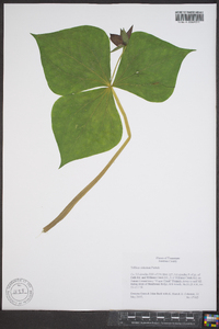 Trillium sulcatum image