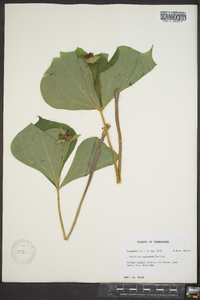 Trillium sulcatum image