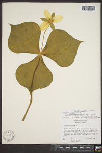 Trillium sulcatum image