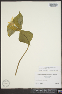 Trillium sulcatum image