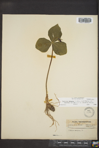 Trillium sulcatum image