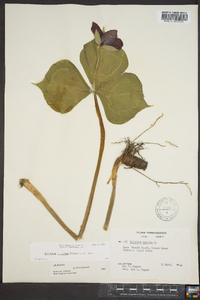 Trillium sulcatum image