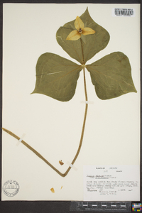 Trillium sulcatum image