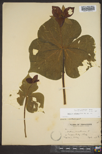 Trillium sulcatum image