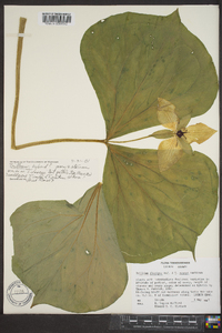 Trillium sulcatum image