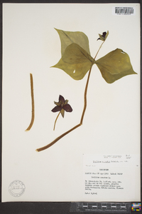 Trillium sulcatum image