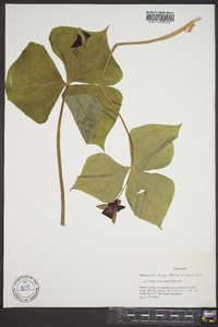 Trillium sulcatum image