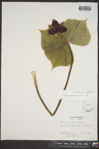 Trillium sulcatum image