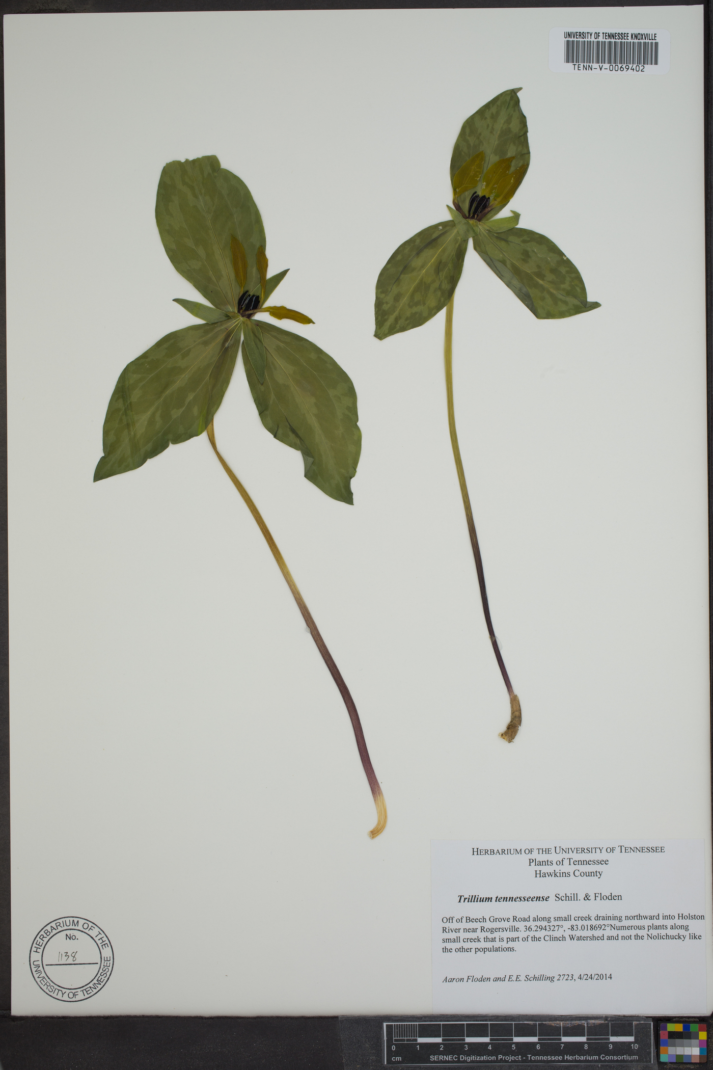 Trillium lancifolium image