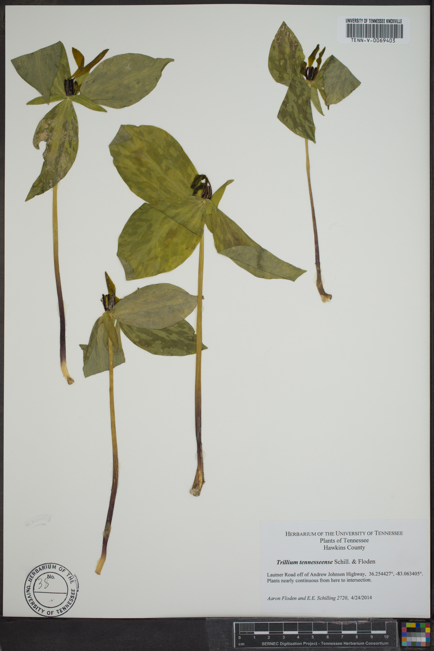 Trillium lancifolium image