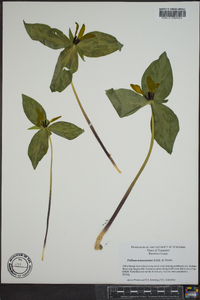 Trillium lancifolium image