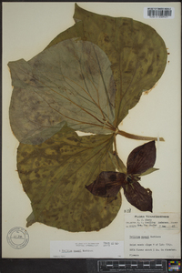 Trillium vaseyi image