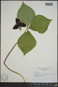 Trillium vaseyi image