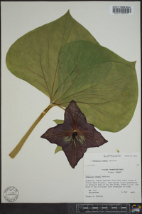 Trillium vaseyi image