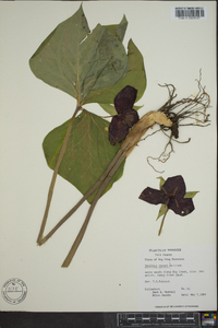 Trillium vaseyi image