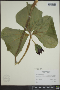 Trillium vaseyi image