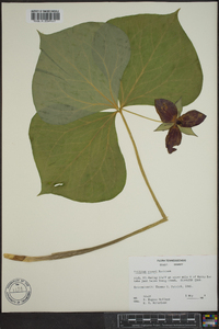 Trillium vaseyi image