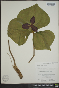 Trillium vaseyi image