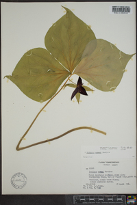 Trillium vaseyi image