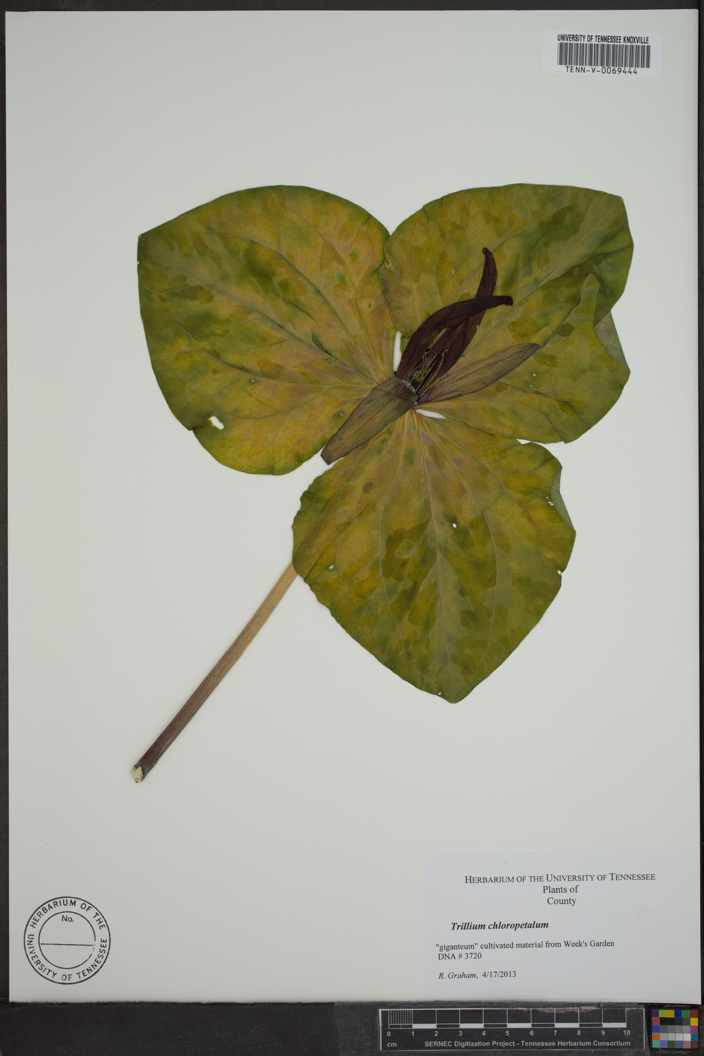 Trillium chloropetalum image