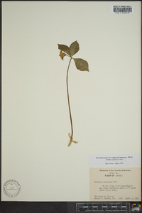 Trillium catesbaei image
