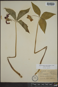 Trillium catesbaei image