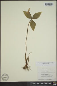 Trillium catesbaei image