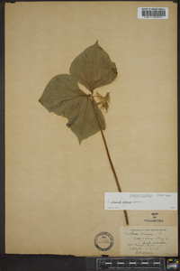 Trillium cernuum image