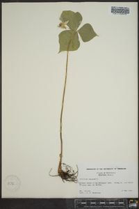 Trillium cernuum image