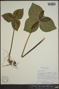 Trillium cuneatum image