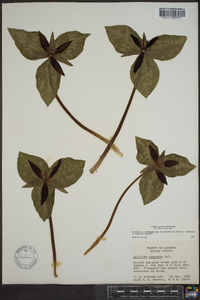 Trillium cuneatum image