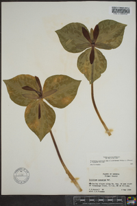 Trillium cuneatum image