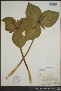 Trillium cuneatum image