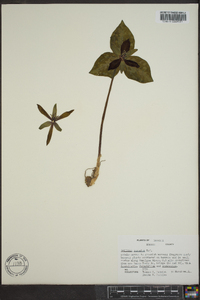 Trillium cuneatum image