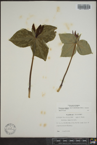 Trillium cuneatum image