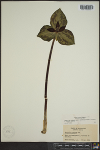 Trillium cuneatum image