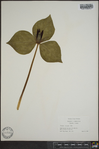 Trillium cuneatum image