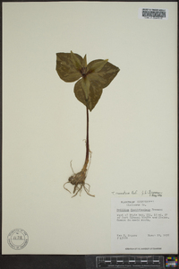 Trillium cuneatum image