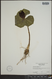 Trillium cuneatum image